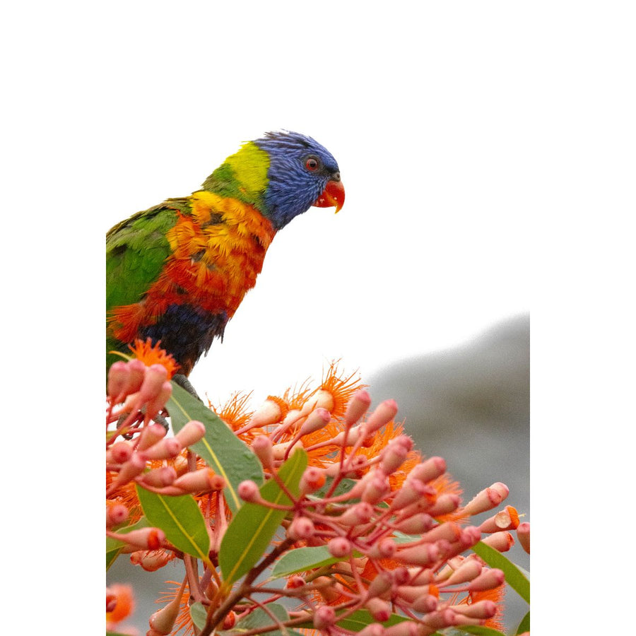 Rainbow Lorikeet