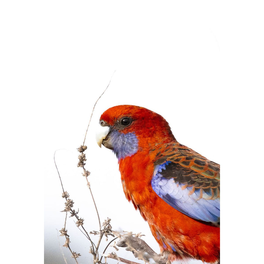 Crimson Rosella