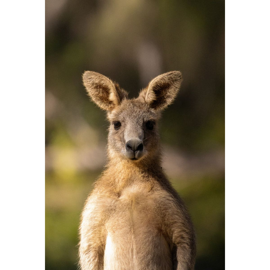 Eastern Grey Kangaroo