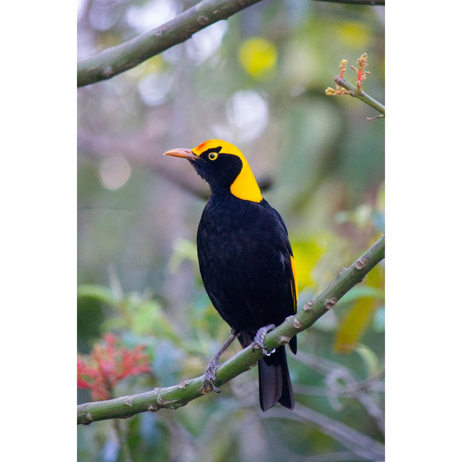 Regent Bowerbird