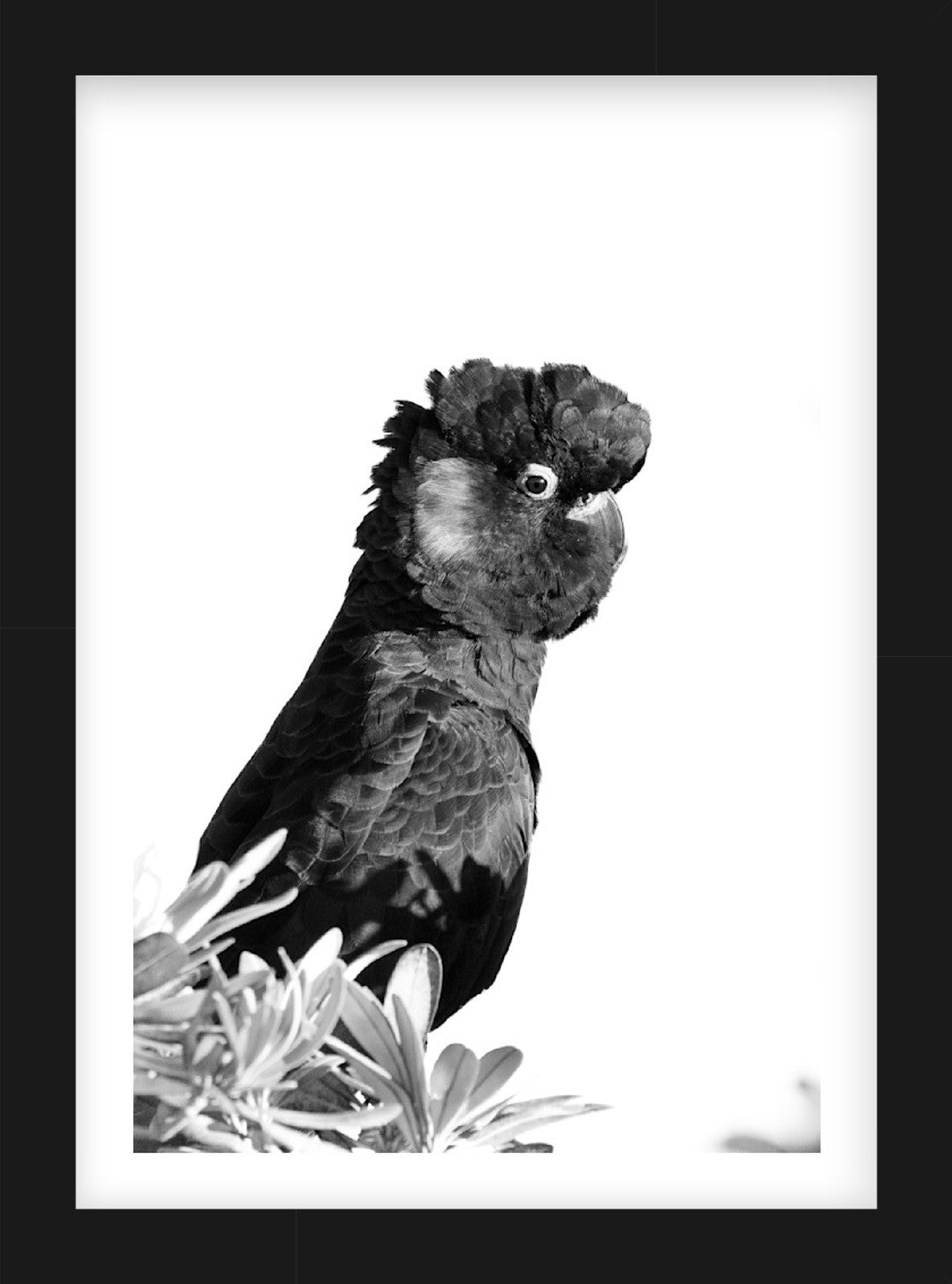 Shades of Bush | Curated Wildlife Trio