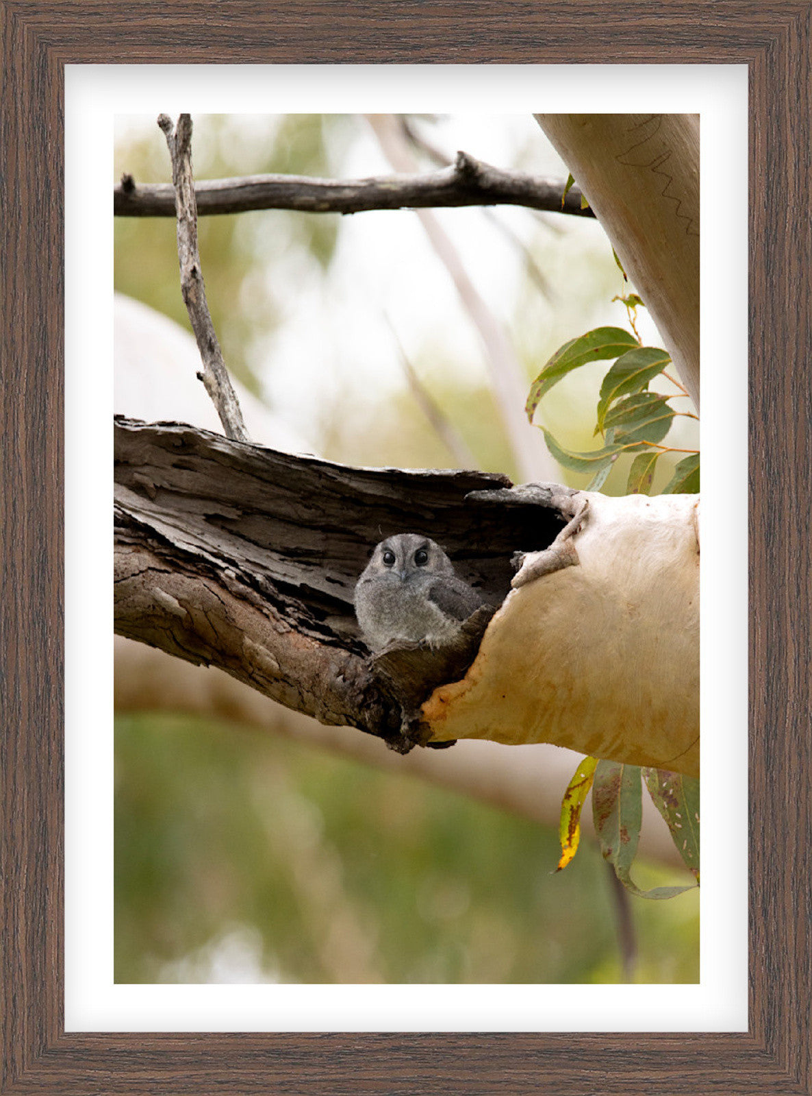 Among the Gums | Curated Wildlife Trio