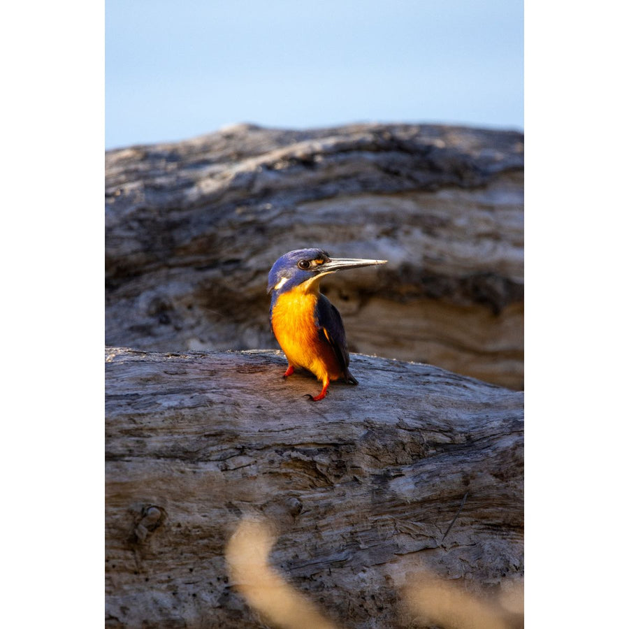 Azure Kingfisher