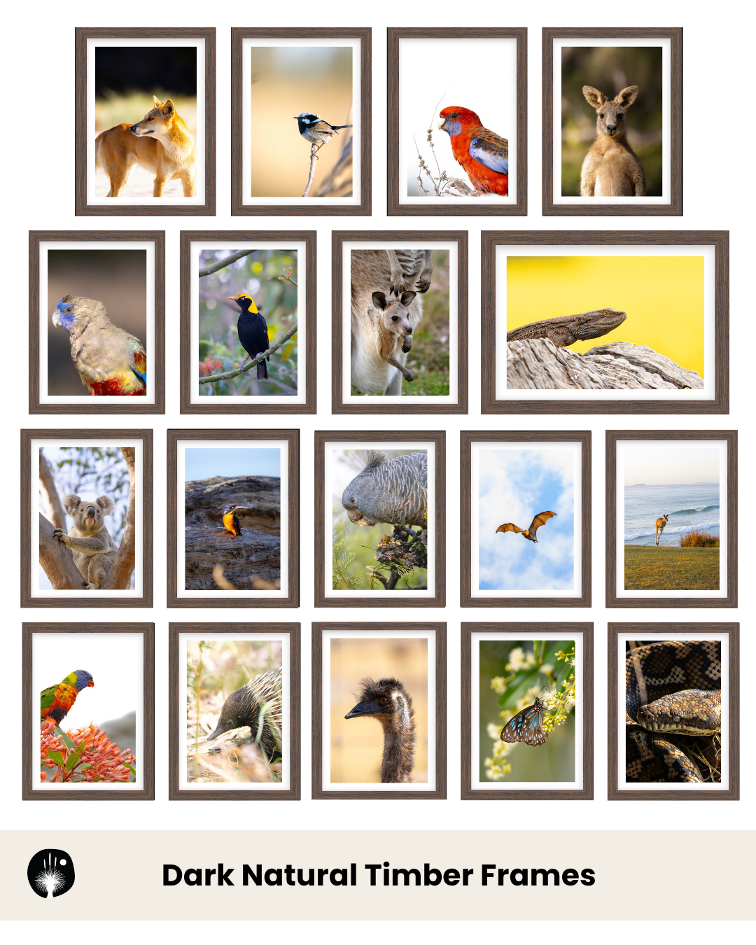 Build Your Own Collection | Australian Wildlife Prints