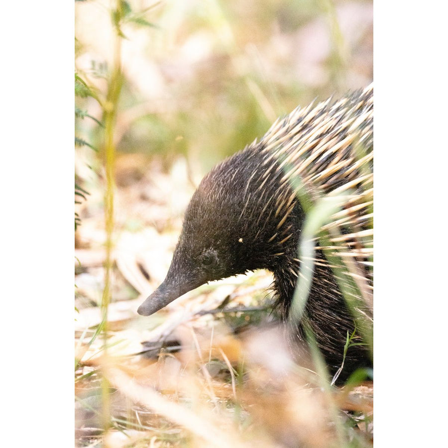 Echidna