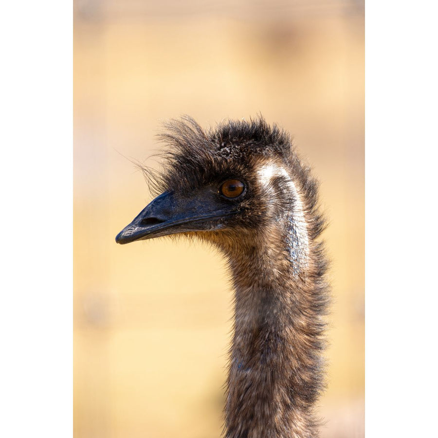 Emu