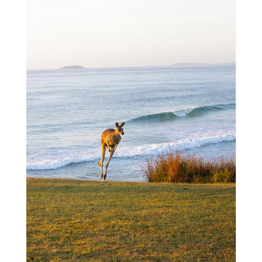 Coastal Kangaroo