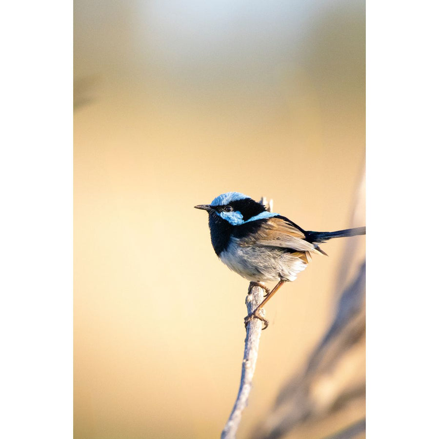 Superb Fairywren