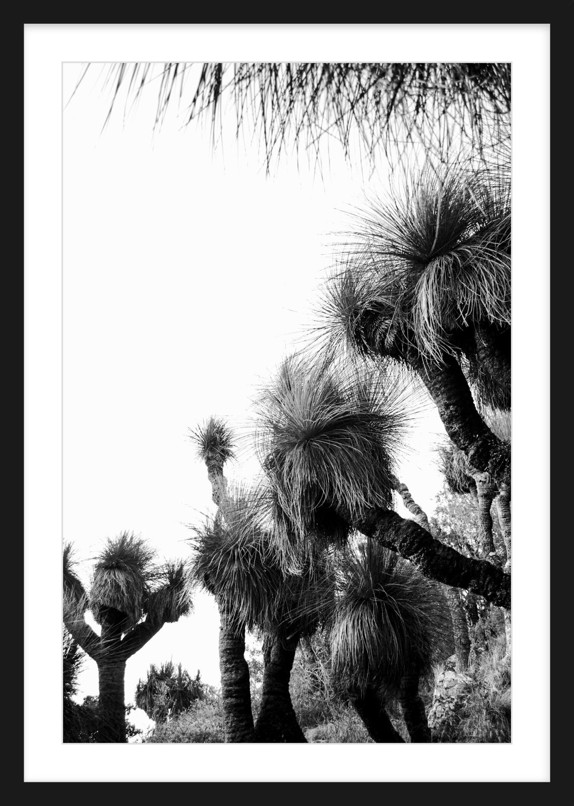 Ancient Grasstrees