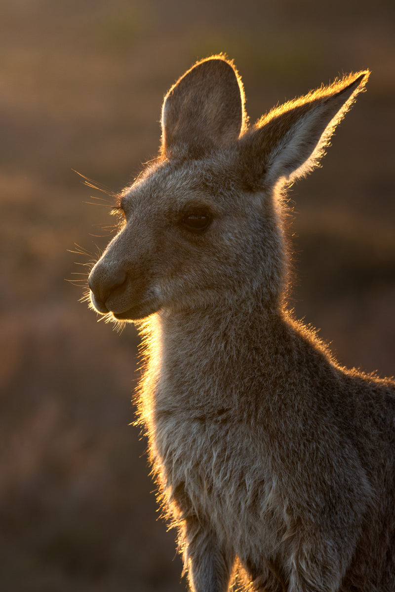 Afternoon Glow