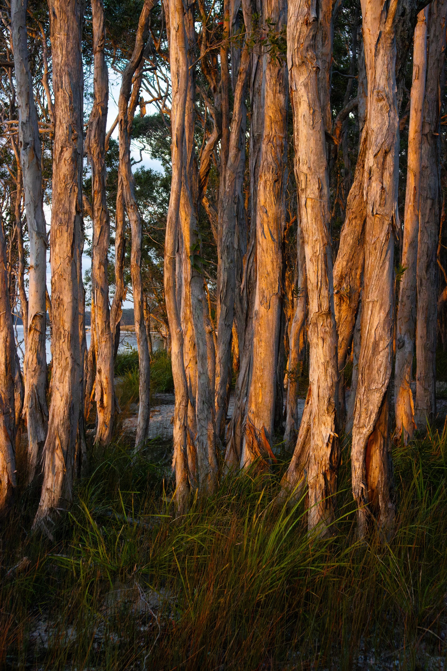 Paperbark Light