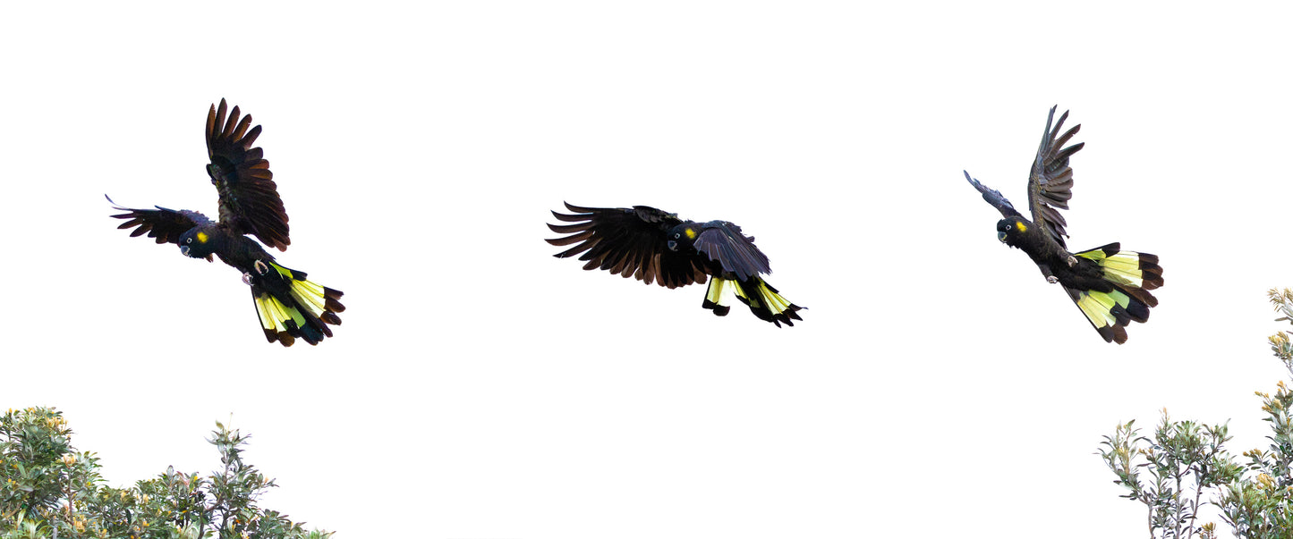 Between Landings
