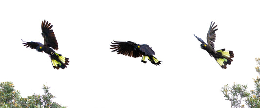 Between Landings