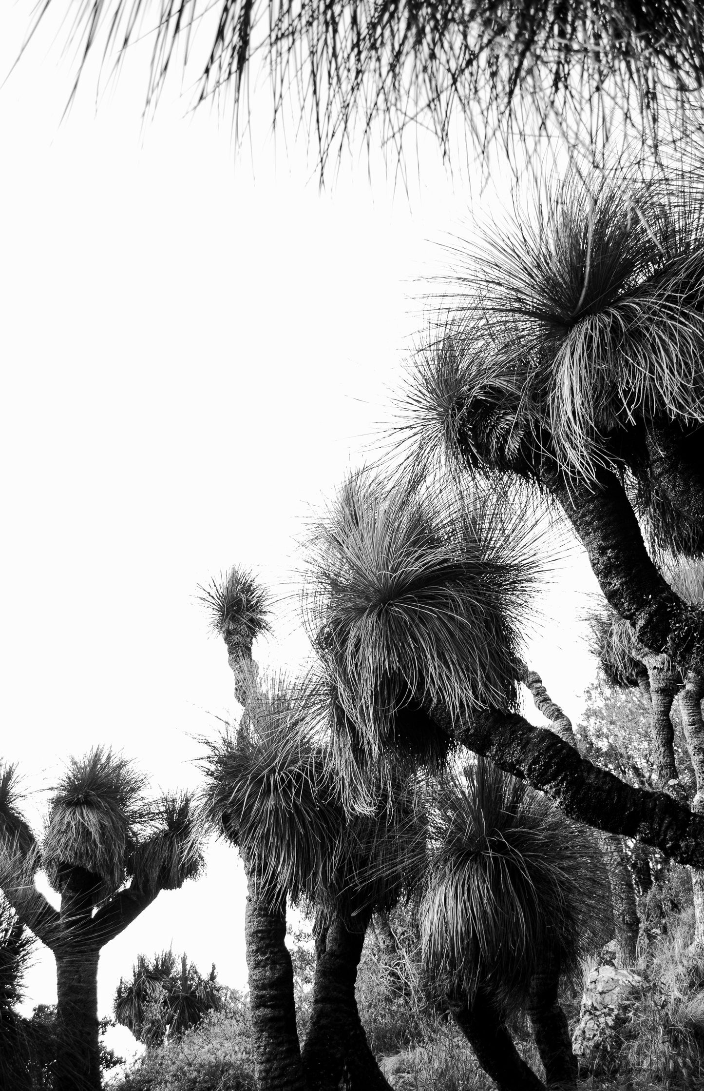 Ancient Grasstrees