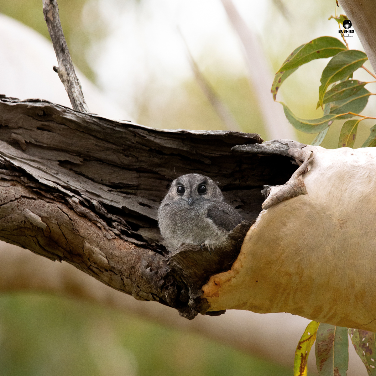 ENCOUNTERS 2027 | Australian Bird Calendar