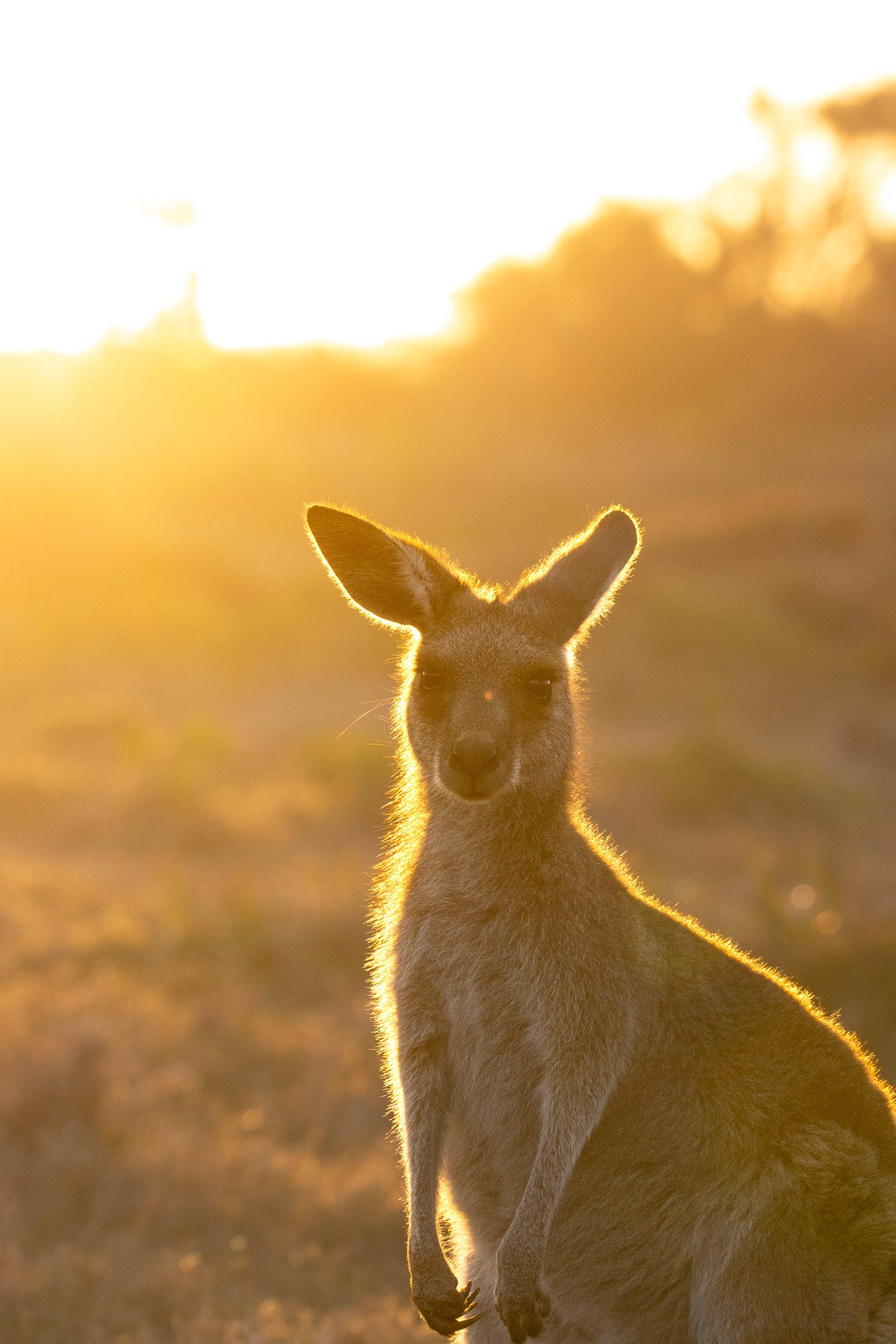 Evening Joey