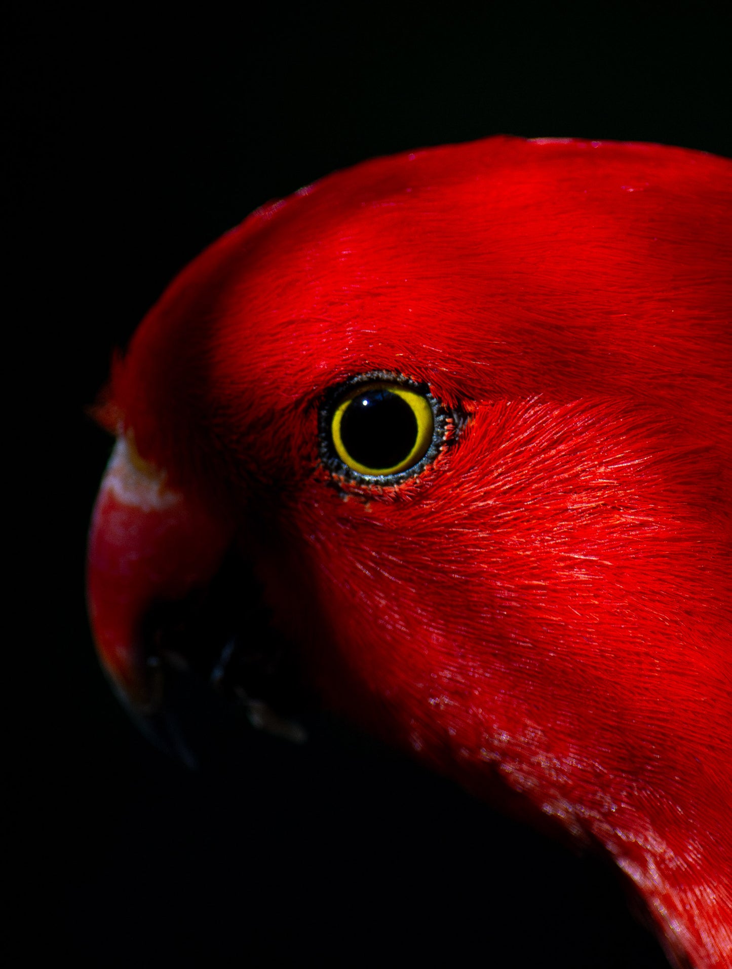 Eye of the Rainforest