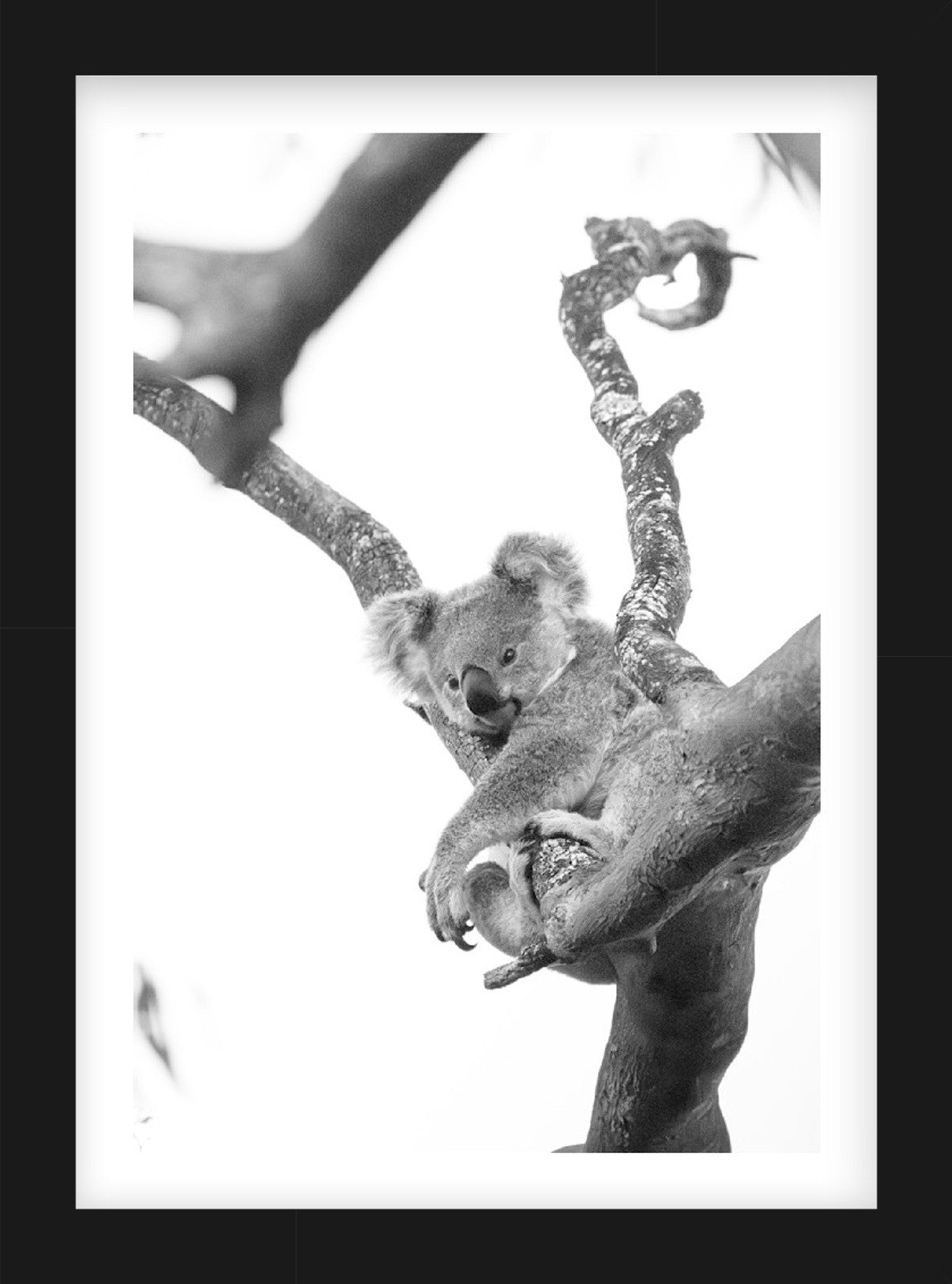 Shades of Bush | Curated Wildlife Trio