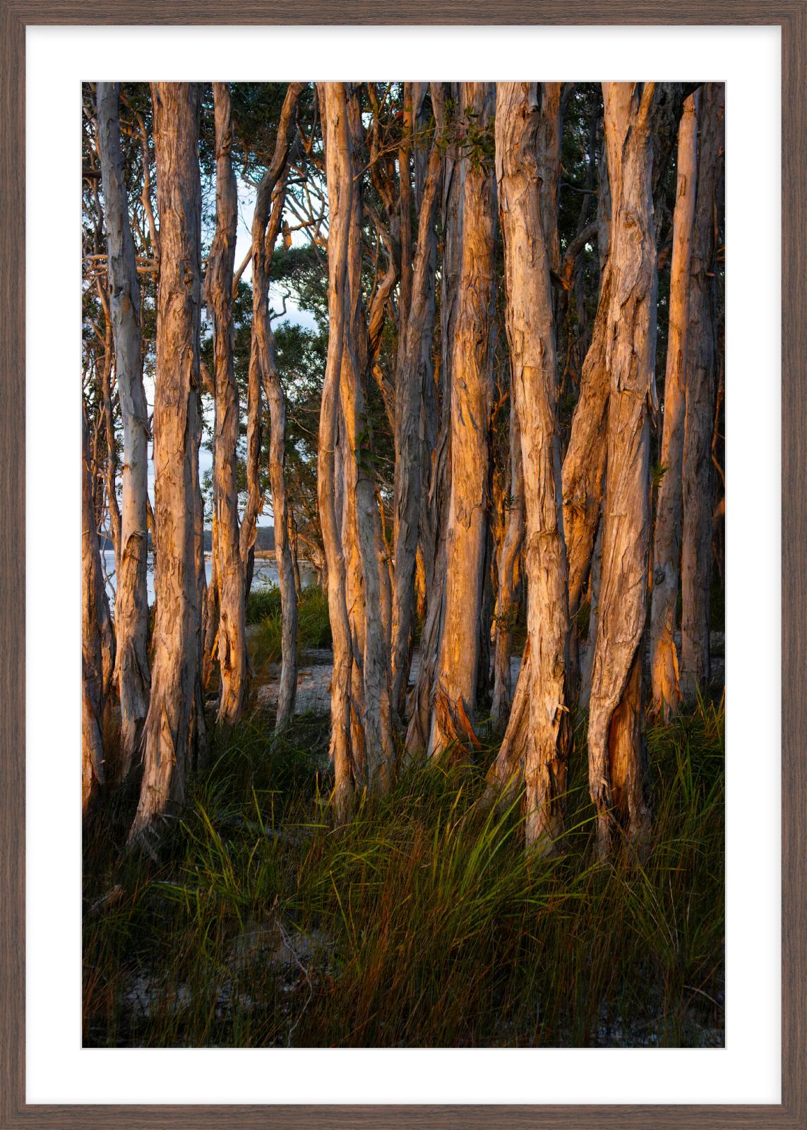 Paperbark Light