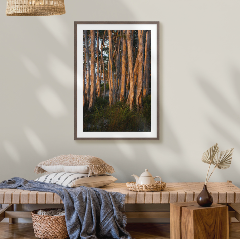Paperbark Light