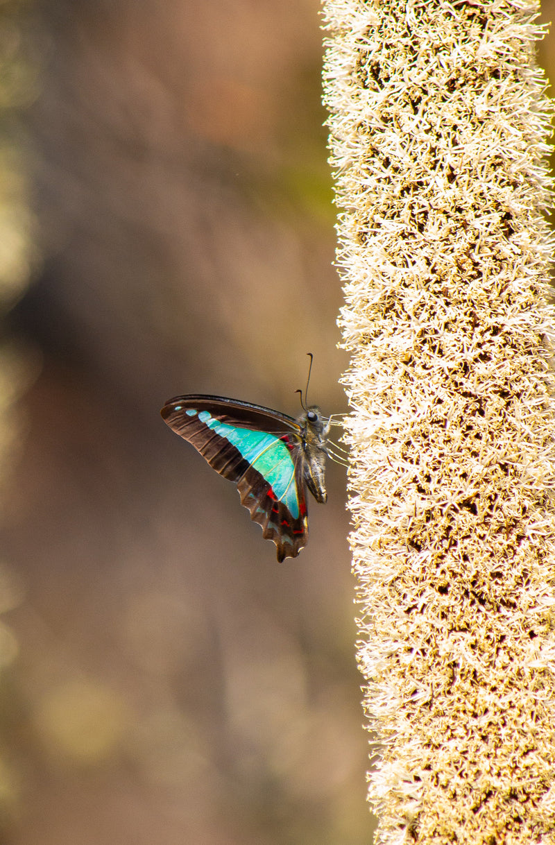 Spring Nectar