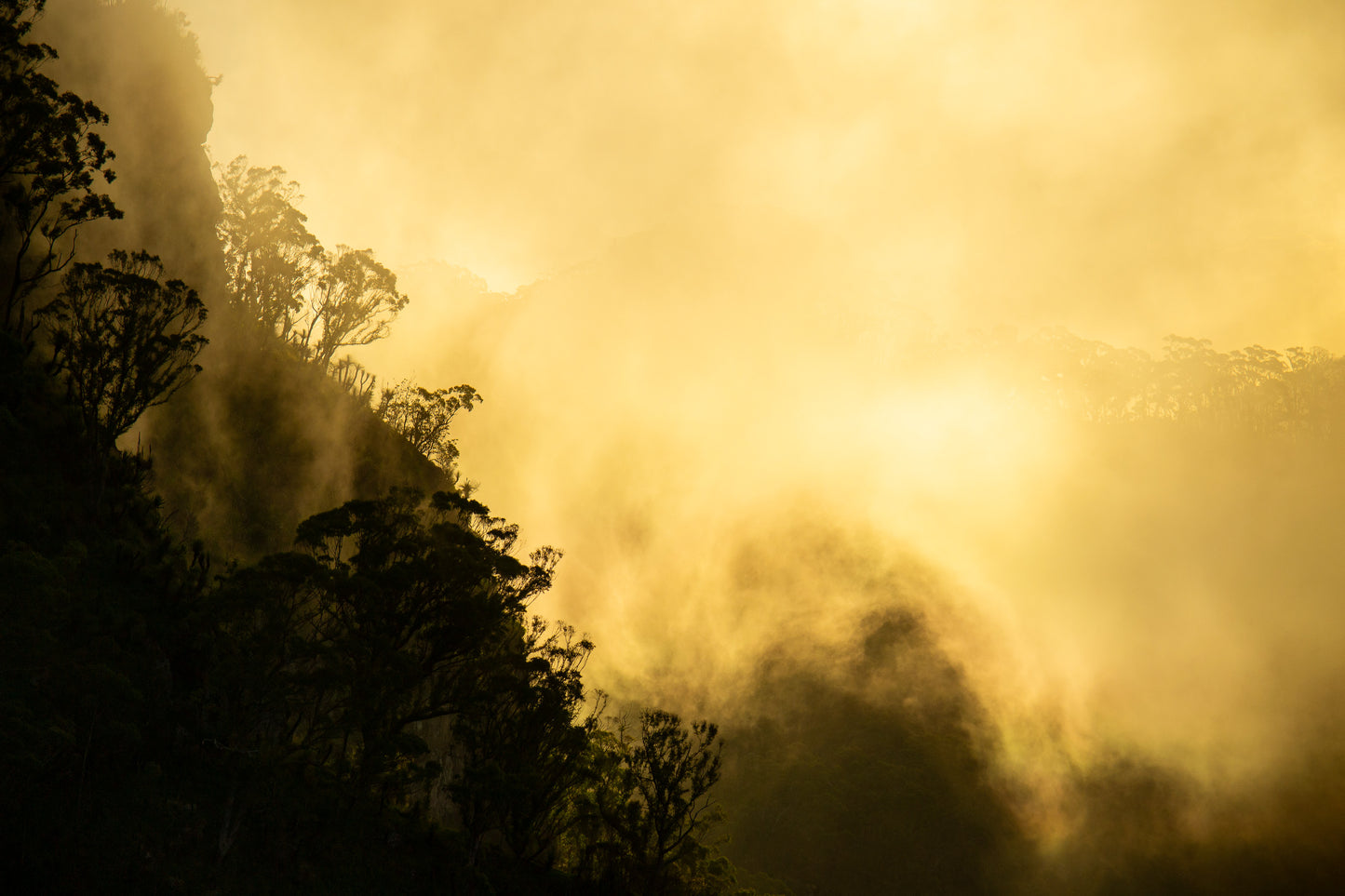 Veil on the Rim