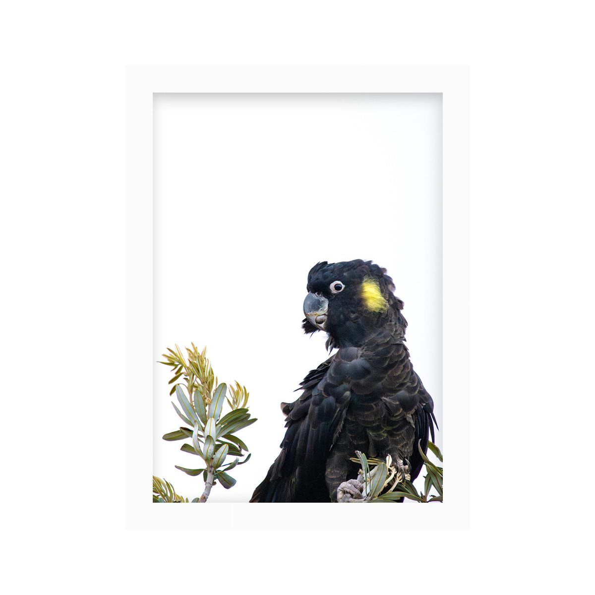 Quiet Company | Curated Wildlife Trio
