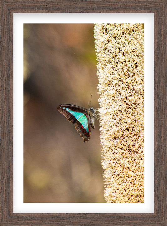 Among the Gums | Curated Wildlife Trio