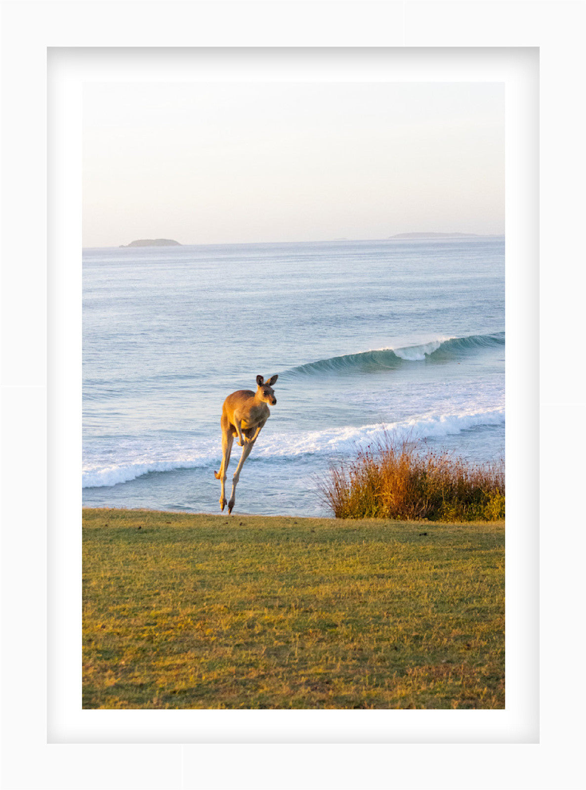 Build Your Own Collection | Australian Wildlife Prints