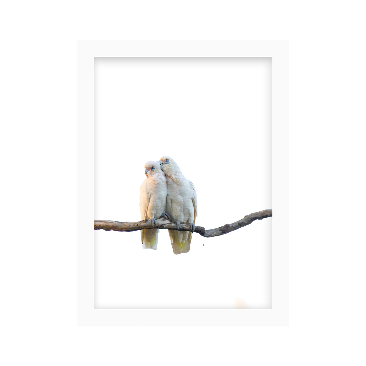 Quiet Company | Curated Wildlife Trio