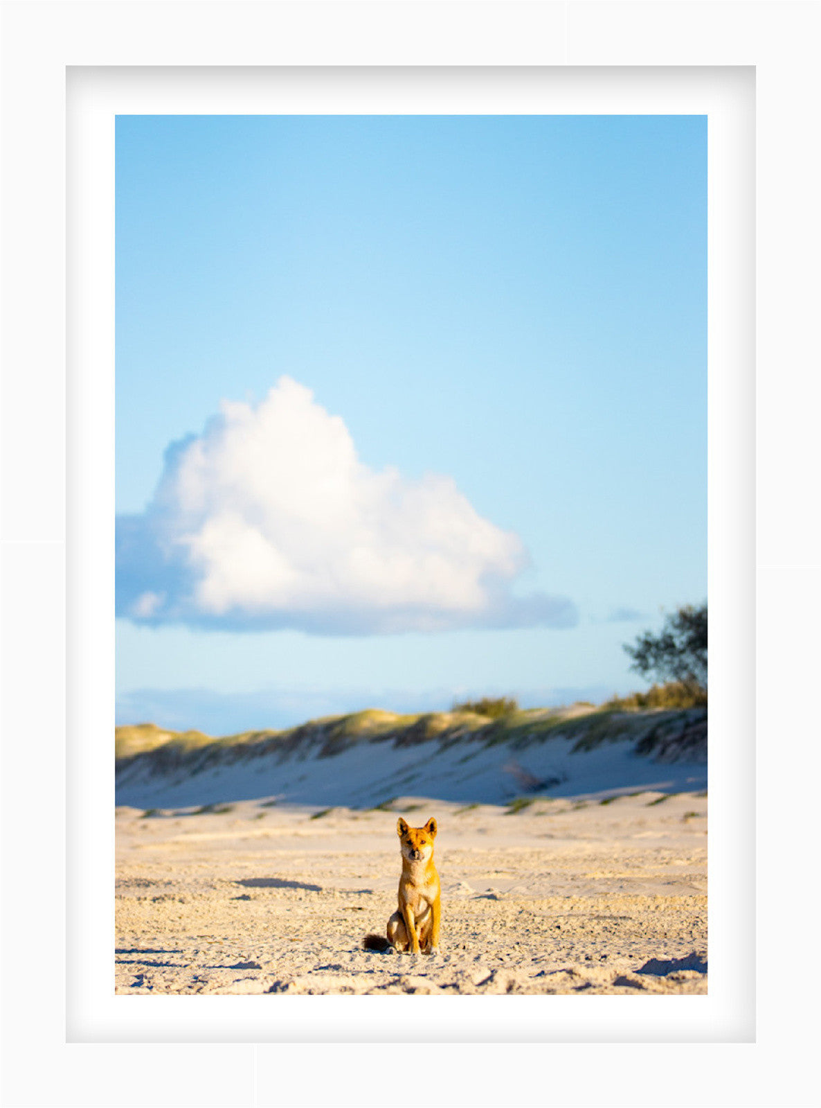 Salt & Sky | Curated Wildlife Trio