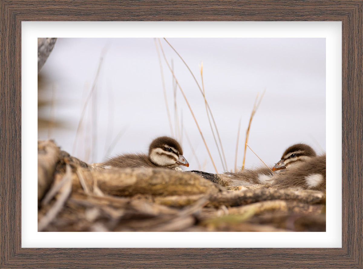 Little Encounters | Curated Wildlife Trio