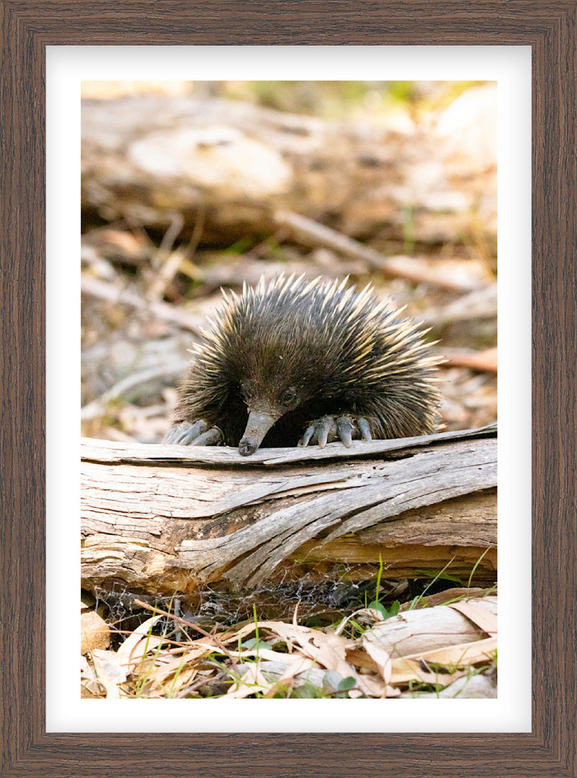 Among the Gums | Curated Wildlife Trio