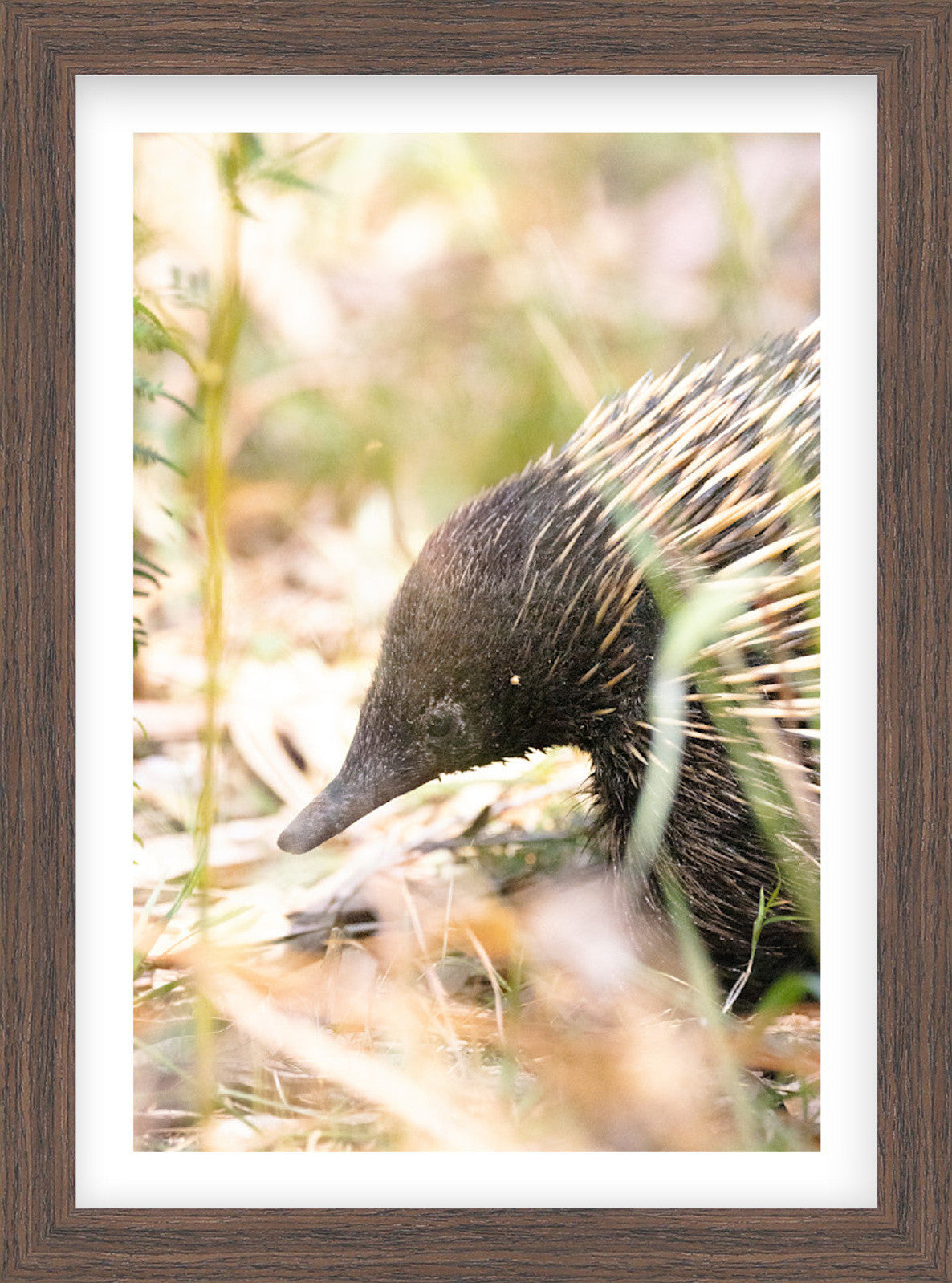 Build Your Own Collection | Australian Wildlife Prints