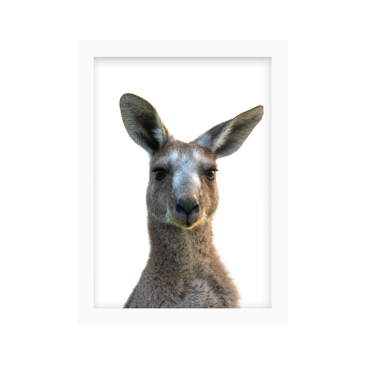 Quiet Company | Curated Wildlife Trio