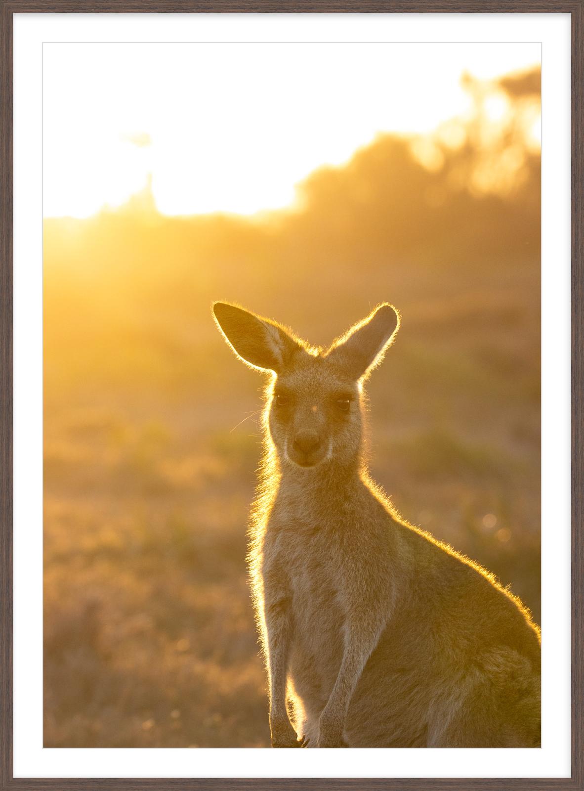 Evening Joey