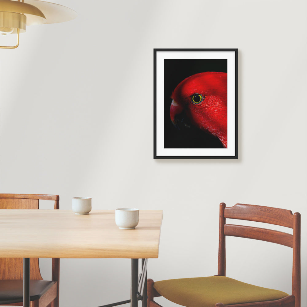 Eye of the Rainforest