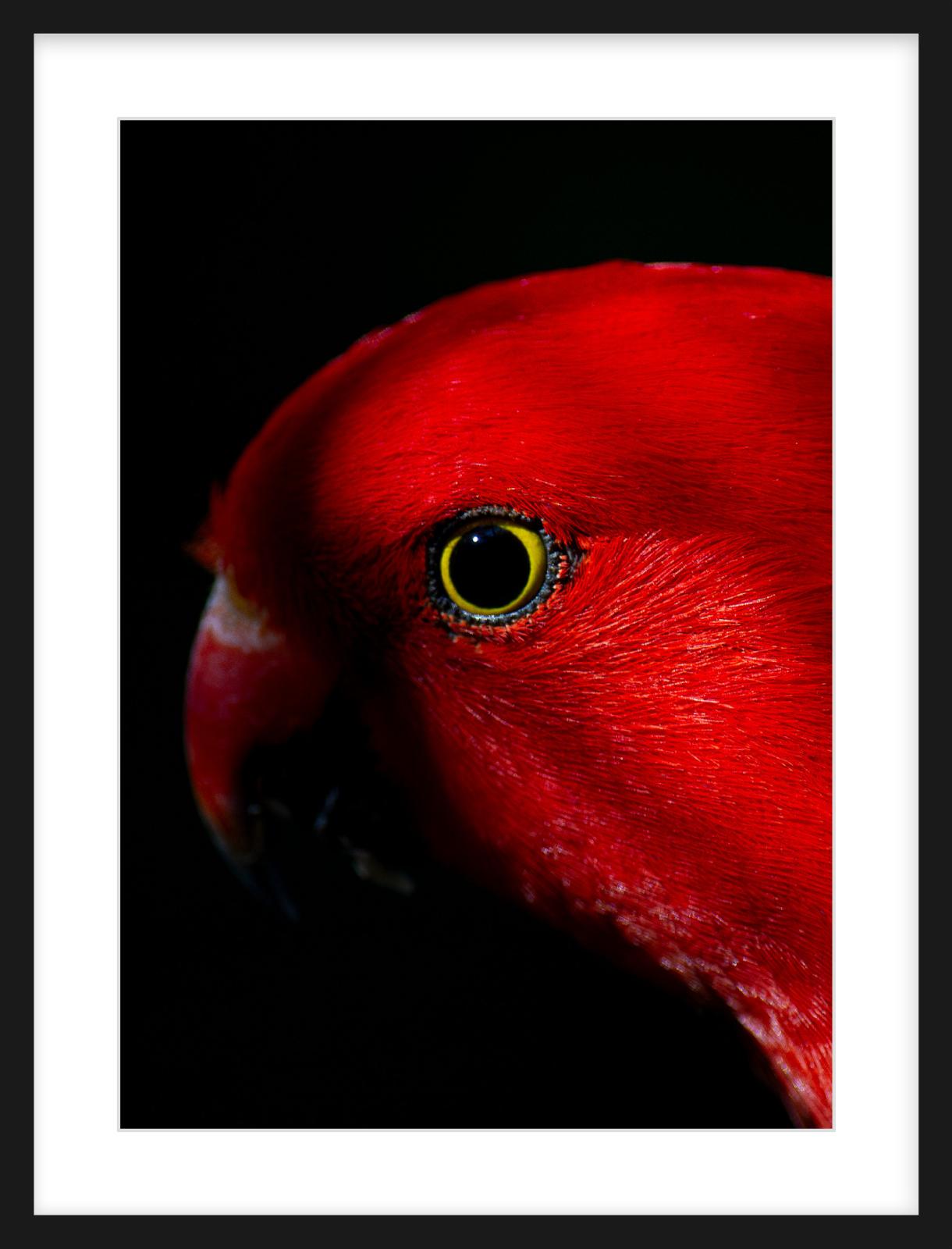 Eye of the Rainforest