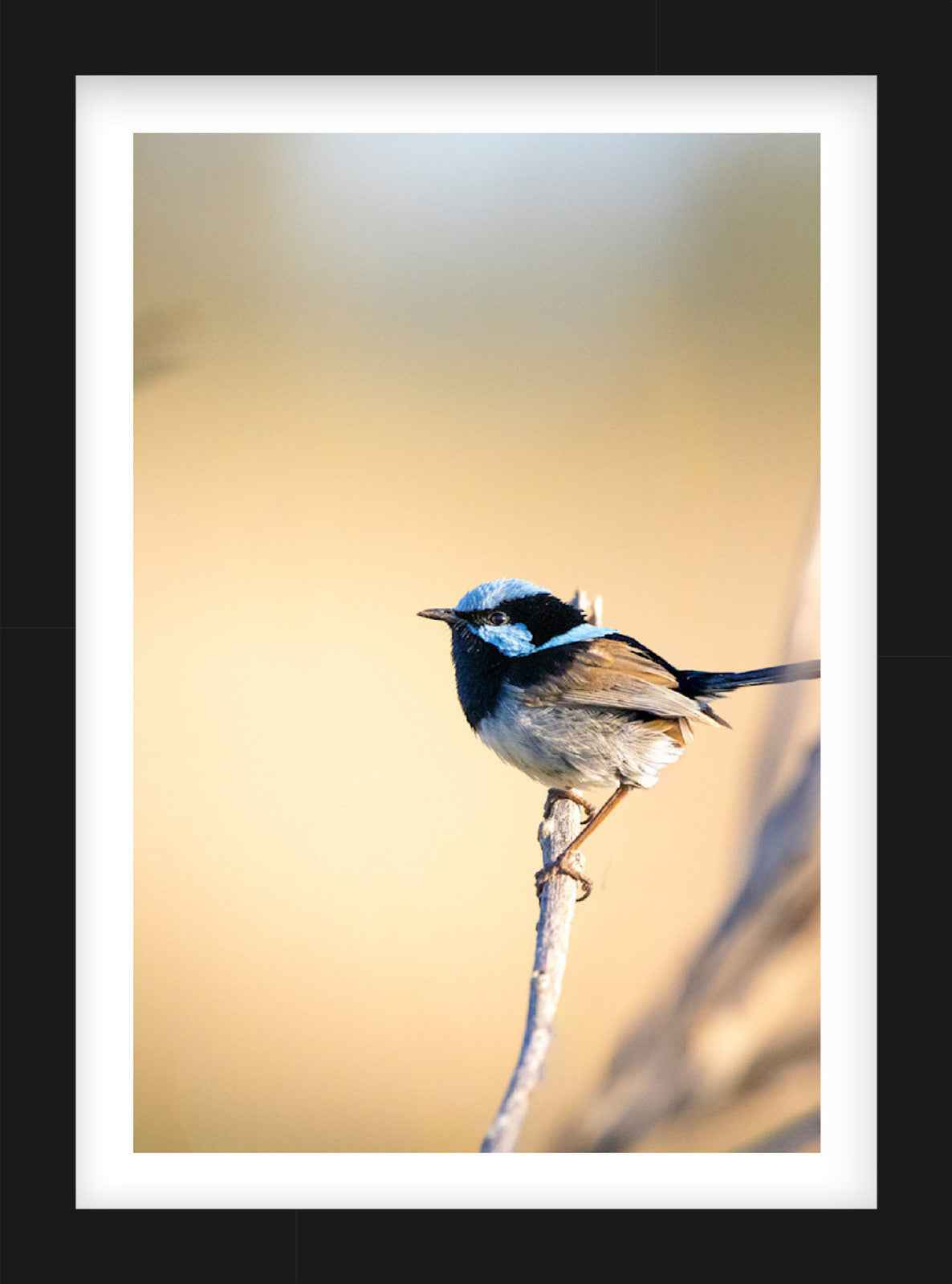 Build Your Own Collection | Australian Wildlife Prints
