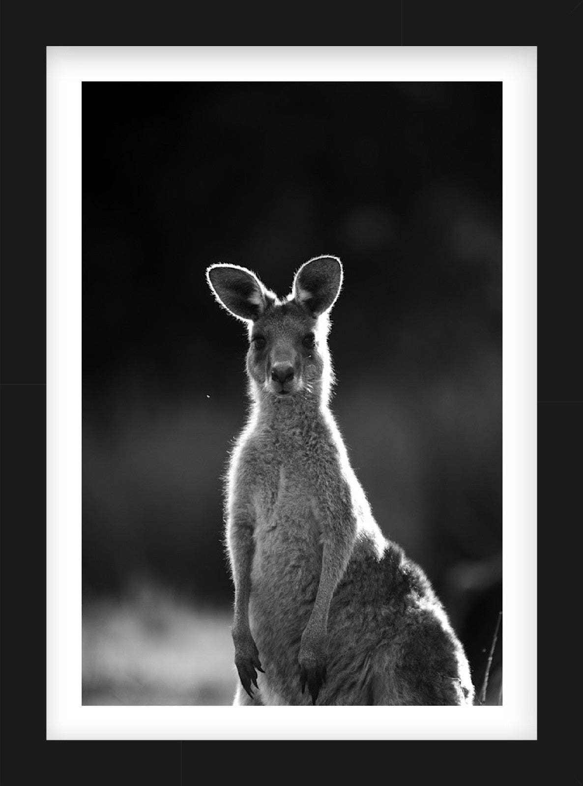 Shades of Bush | Curated Wildlife Trio