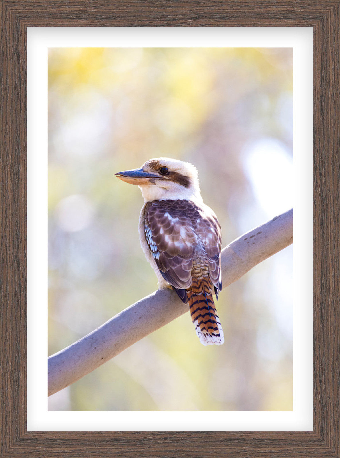 Little Encounters | Curated Wildlife Trio
