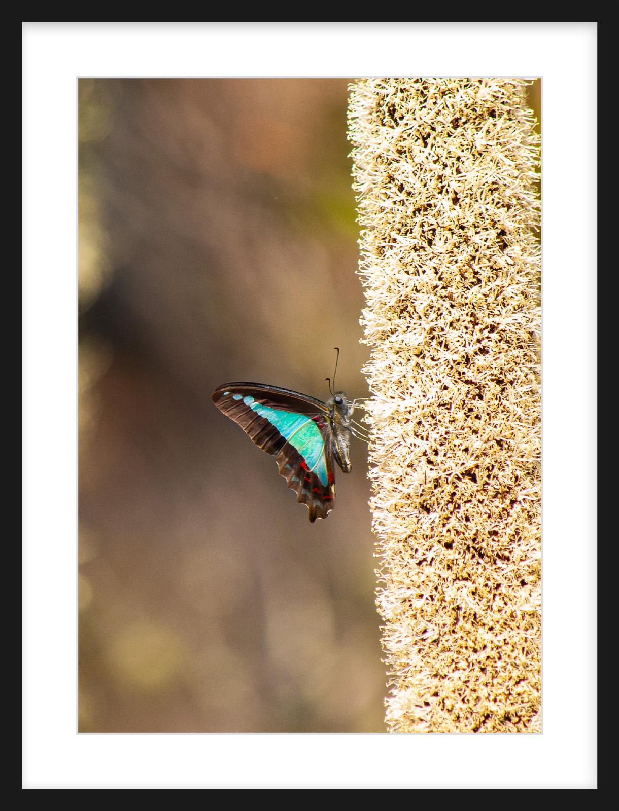 Spring Nectar